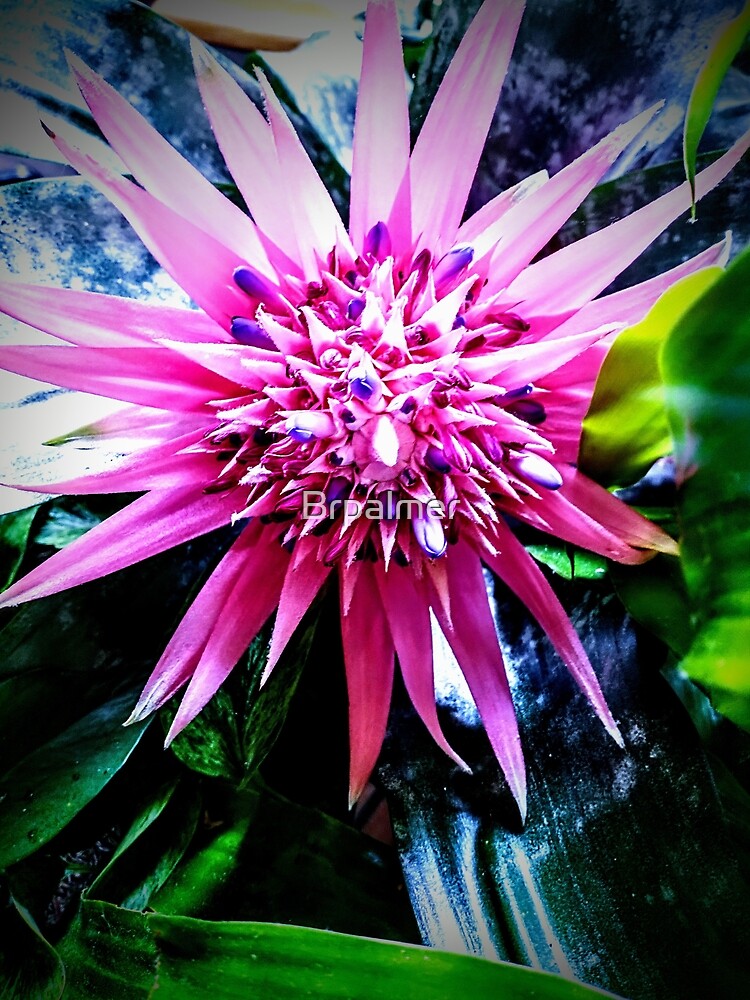 "Jungle flower" Poster for Sale by Brpalmer Redbubble