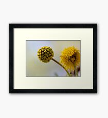 Acacia Framed Print