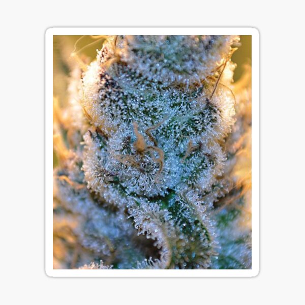 Trichome 6 Sticker