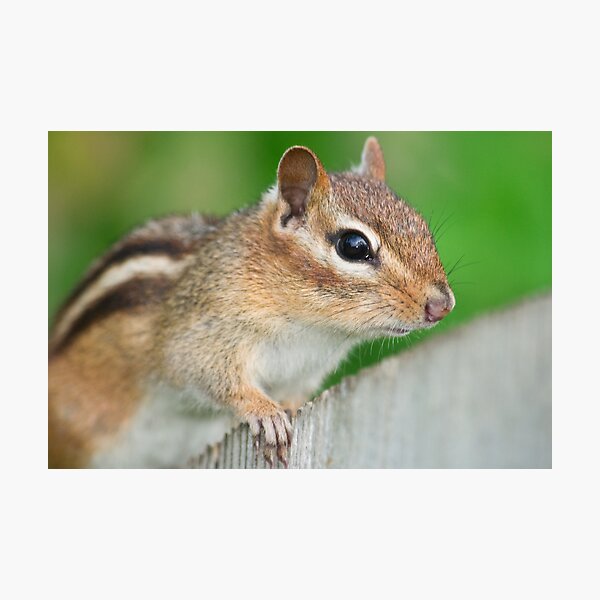 Artikelvorschau, Eastern Chipmunk entworfen und verkauft von Leisa  Hennessy.