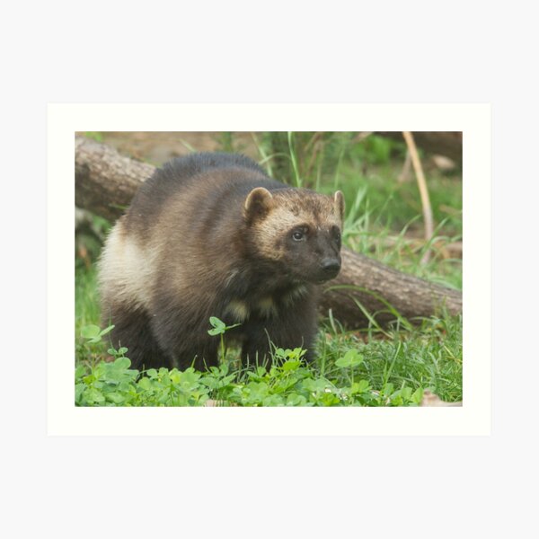 Wolverine ho! Art Print