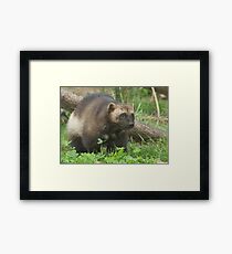 Wolverine ho! Framed Print