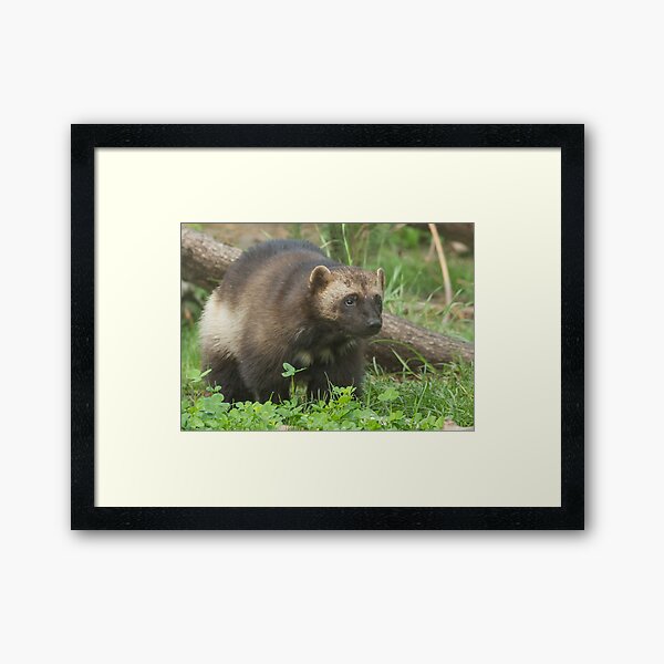 Wolverine ho! Framed Art Print