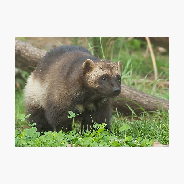 Wolverine ho! Photographic Print