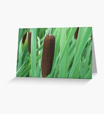 Cattail Greeting Card