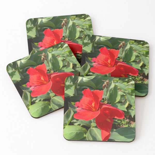 Item preview, Indian Shot - Lalbagh Botanical Garden - Bengaluru designed and sold by Capture  Room.