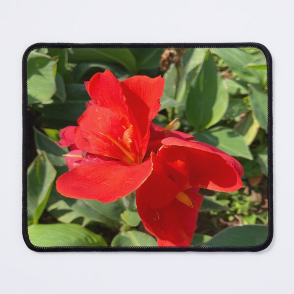 Item preview, Indian Shot - Lalbagh Botanical Garden - Bengaluru designed and sold by Capture  Room.