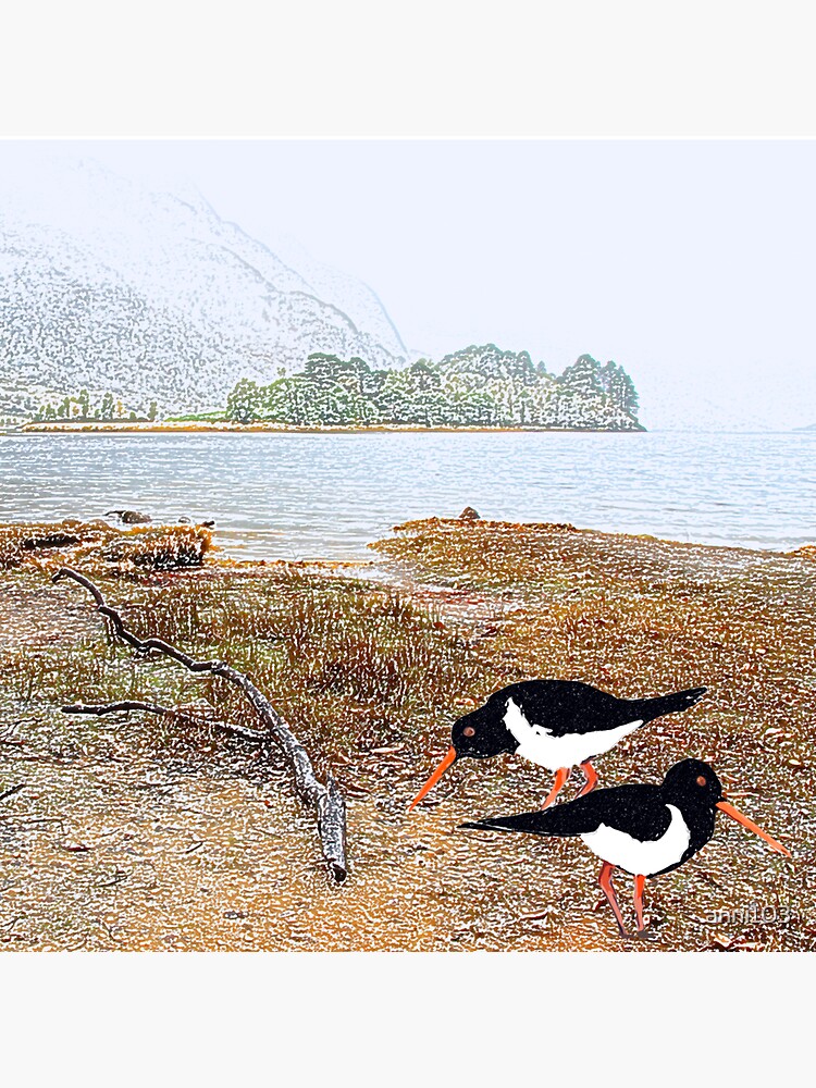 Oyster catchers by anni103