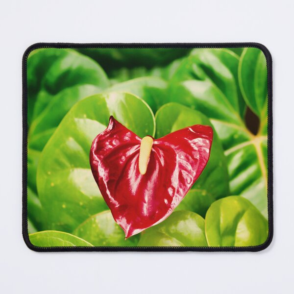 Item preview, A beautiful lone red anthurium standing in a sea of bright green leaves designed and sold by DesignBoard Photography.