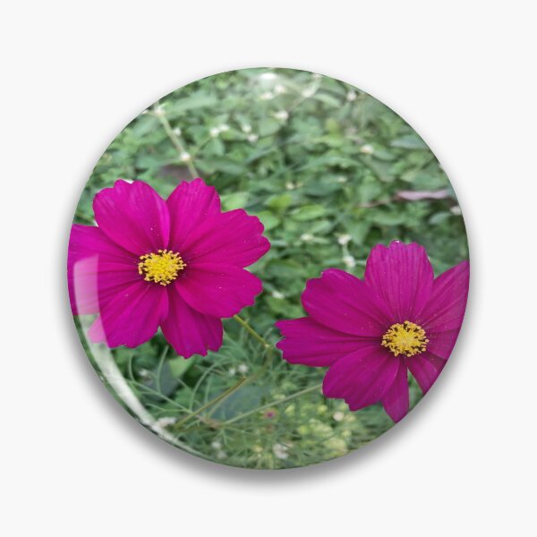 Item preview, Cosmos Flower - Lalbagh Botanical Garden - Bengaluru designed and sold by Capture  Room.