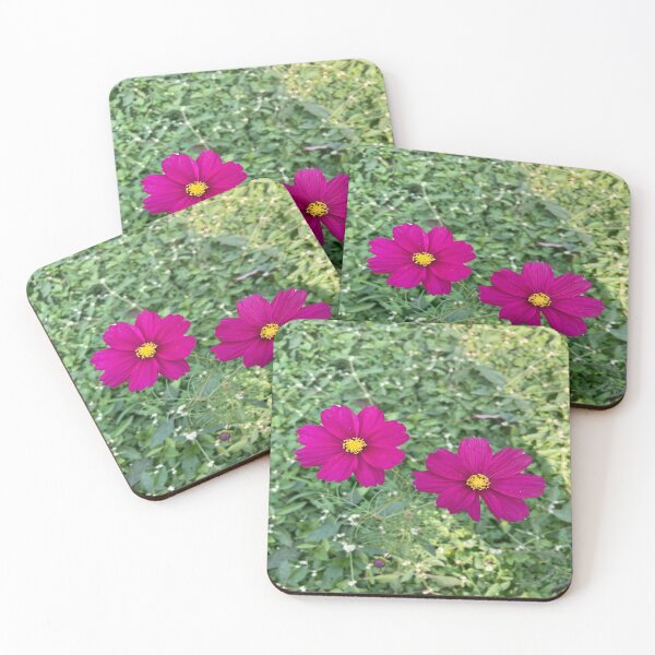 Item preview, Cosmos Flower - Lalbagh Botanical Garden - Bengaluru designed and sold by Capture  Room.