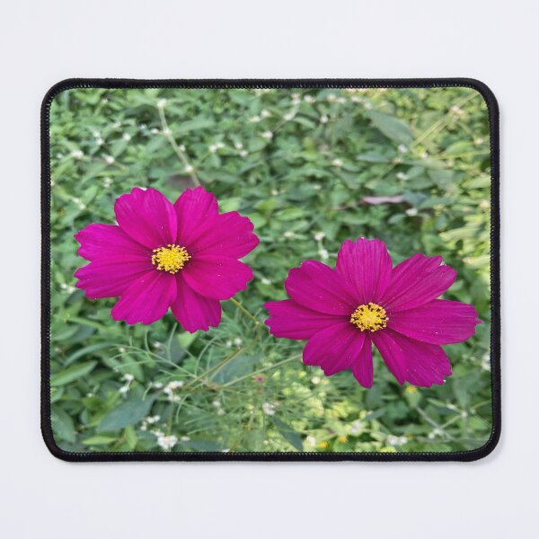 Item preview, Cosmos Flower - Lalbagh Botanical Garden - Bengaluru designed and sold by Capture Room.