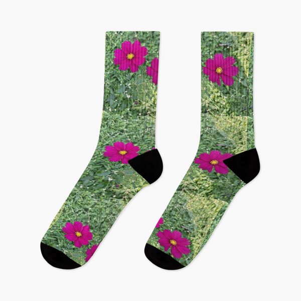 Item preview, Cosmos Flower - Lalbagh Botanical Garden - Bengaluru designed and sold by Capture  Room.