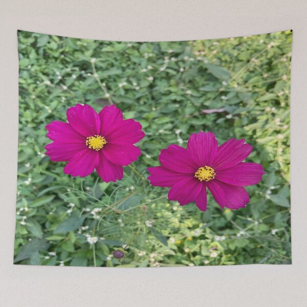 Item preview, Cosmos Flower - Lalbagh Botanical Garden - Bengaluru designed and sold by Capture  Room.