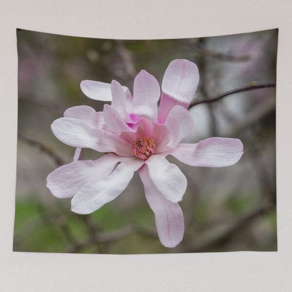 Item preview, Pink Magnolia designed and sold by Cathy Donohoue.