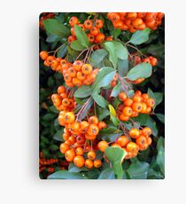 Mountain Ash Canvas Print