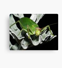 Morning Workout ! Canvas Print