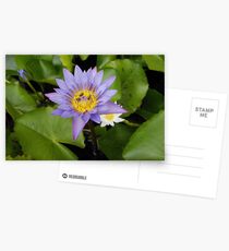 Water Lily Postcards