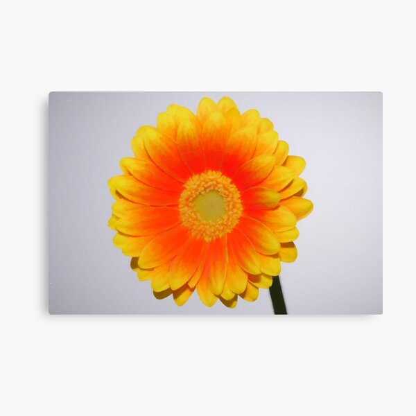 Yellow / Orange Gerbera print Canvas Print
