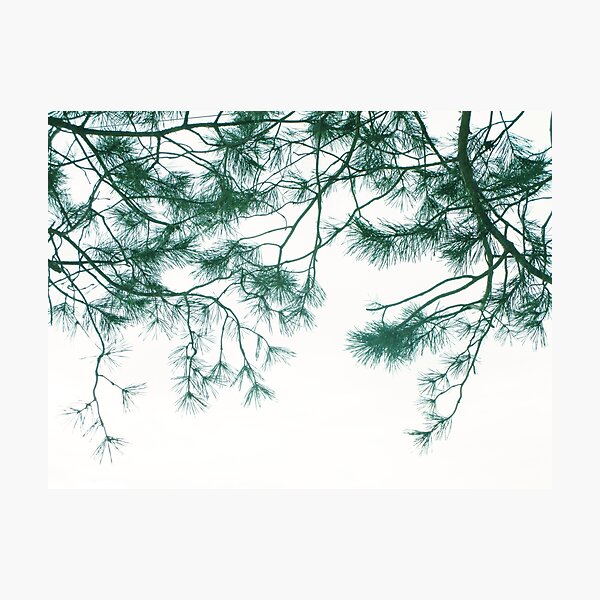 Item preview, Pine tree photo designed and sold by lausn.