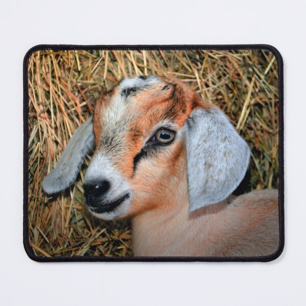 Item preview, Baby Goat designed and sold by Savannah Gibbs.