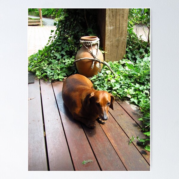 Item preview, Tired sausage dog designed and sold by GCBela.