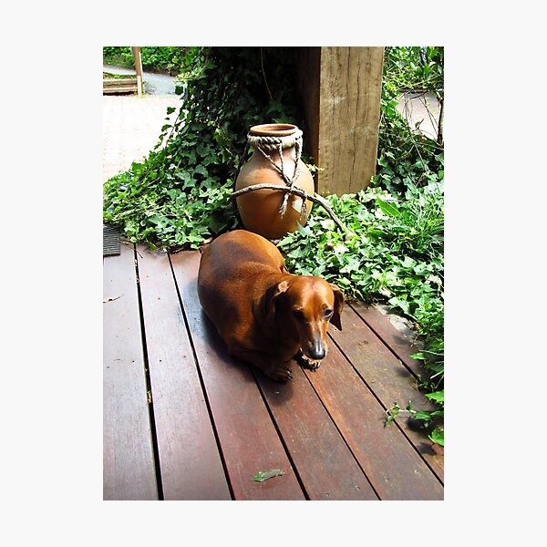 Item preview, Perro de salchicha cansado designed and sold by GCBela.