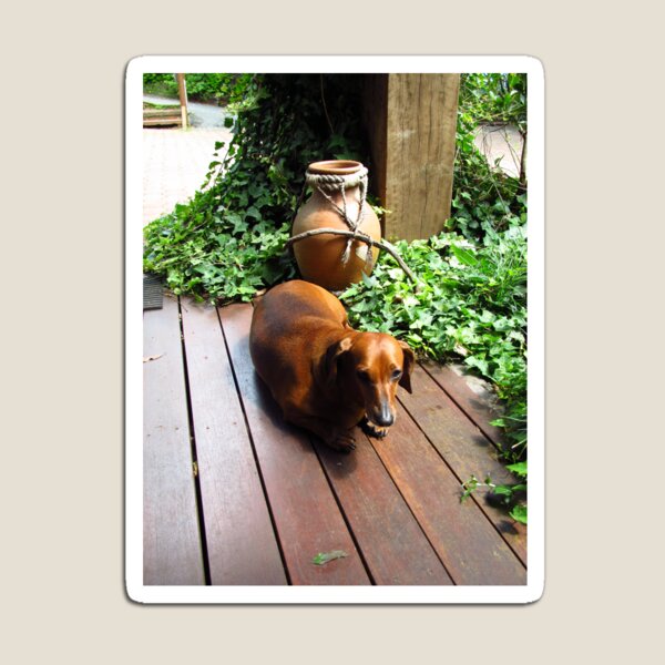 Item preview, Tired sausage dog designed and sold by GCBela.