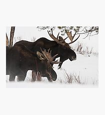 Moose Bros. #2 Photographic Print