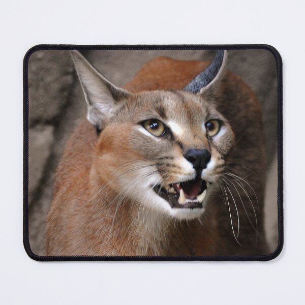 Item preview, Caracal designed and sold by Savannah Gibbs.