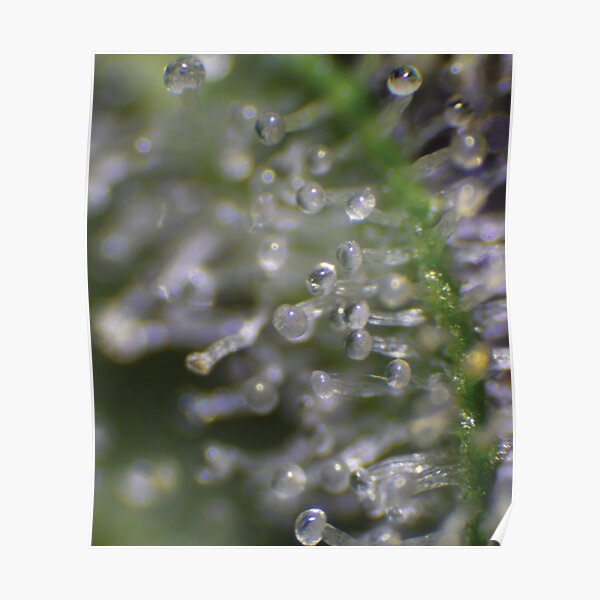 Trichome 11 Poster