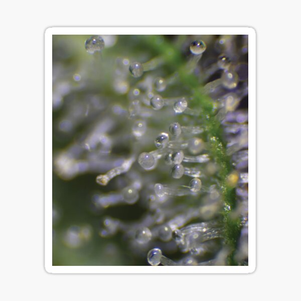 Item preview, Trichome 11 designed and sold by Trichome.