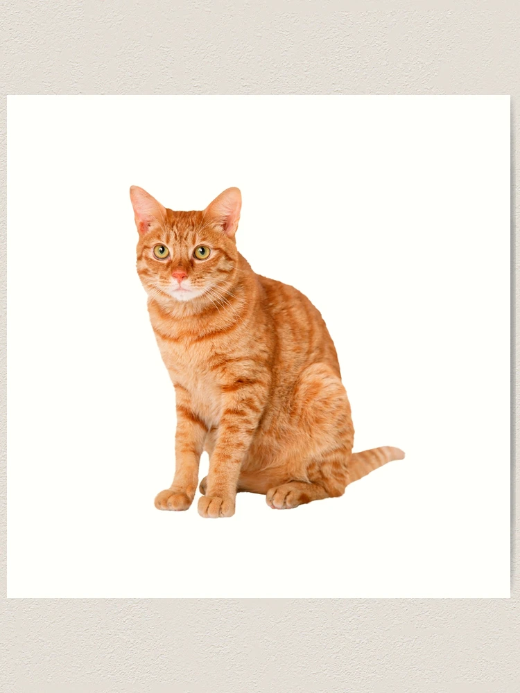 Orange Tabby Cat