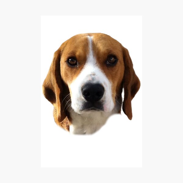 Aperçu de l'œuvre Beagle créée et vendue par Dogs and Pets.