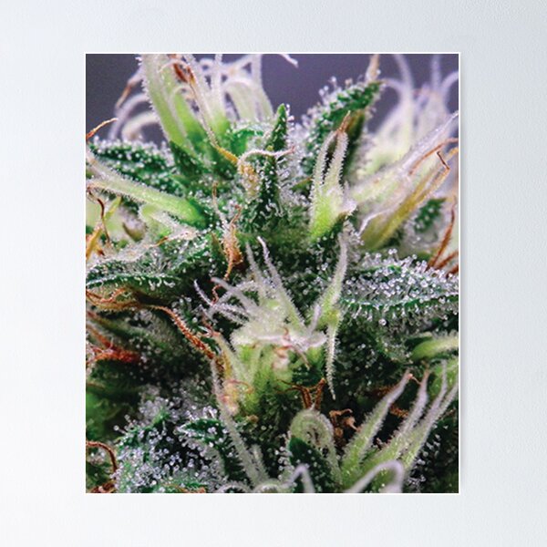 Item preview, Trichome 12 designed and sold by Trichome.