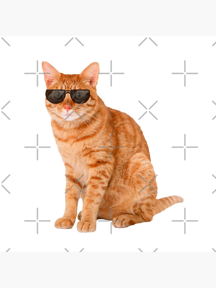 Funny Orange Tabby Cat with Sunglasses Photographic Print for Sale by  mariejosee22