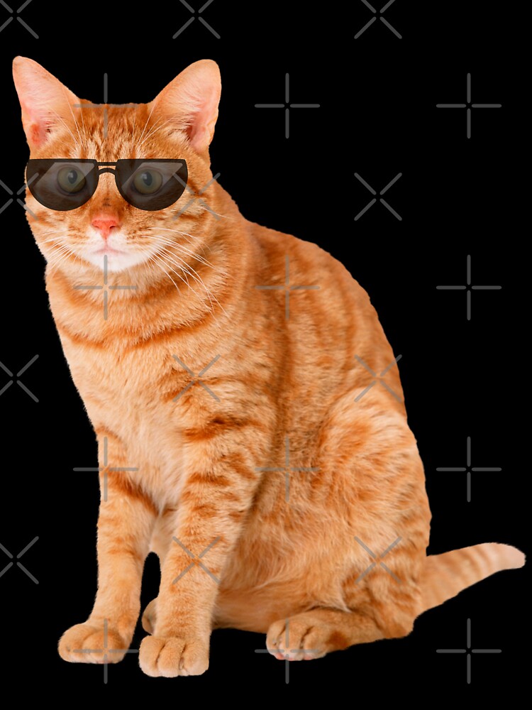 orange cat with sunglasses