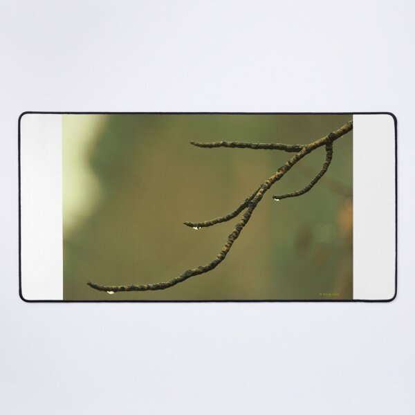 Item preview, Bare Cottonwood Branch with Raindrops designed and sold by Vivar Photo.