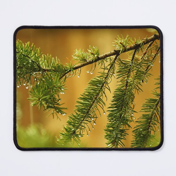 Item preview, Pine Branches with Raindrops on a Golden Background. designed and sold by Vivar Photo.