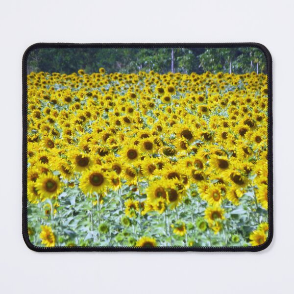 Item preview, Sunflower, Saraburi, Thailand designed and sold by morrisophotography.