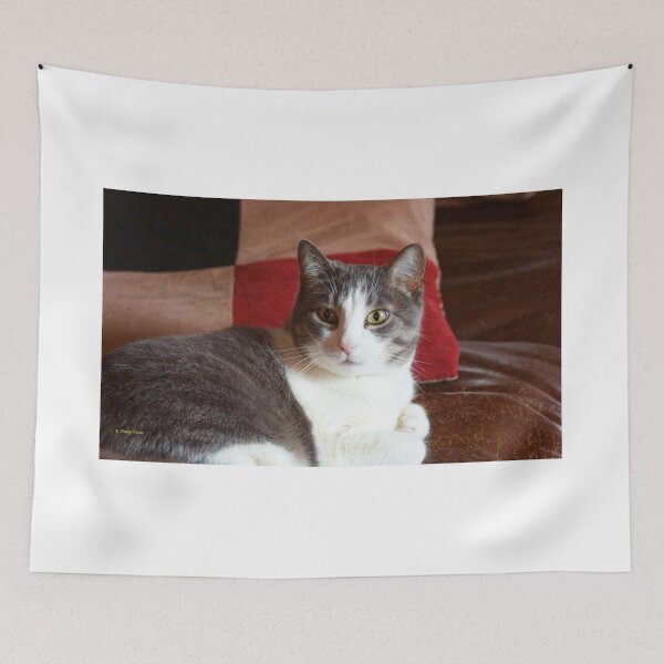 Item preview, Grey and White Cat on Brown Background designed and sold by Vivar Photo.