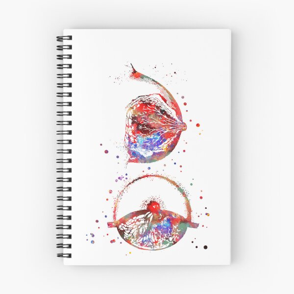 Item preview, Breast anatomy designed and sold by Rosaliartbook.