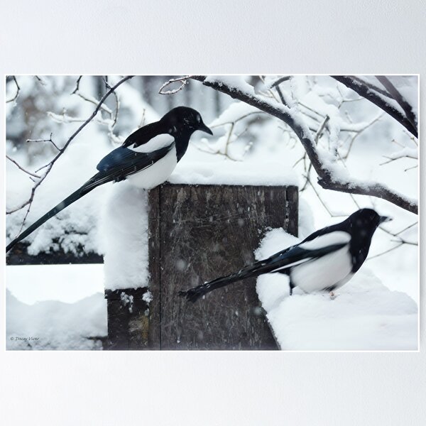 Item preview, Magpie Twins in a Winter Scene designed and sold by Vivar Photo.