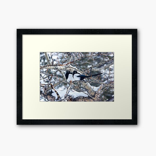 Magpie Pair in Cottonwoods Framed Art Print