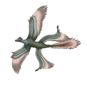 Artwork thumbnail, Microraptor by ScienceSource