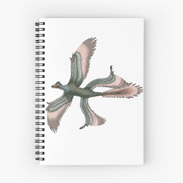 Item preview, Microraptor designed and sold by ScienceSource.