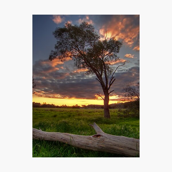 Item preview, Sunset over log designed and sold by Joel McDonald.