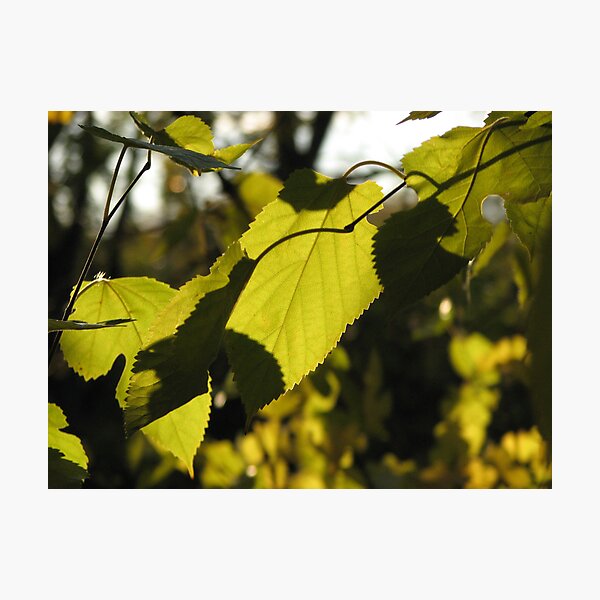 Item preview, Leaves designed and sold by thorn.
