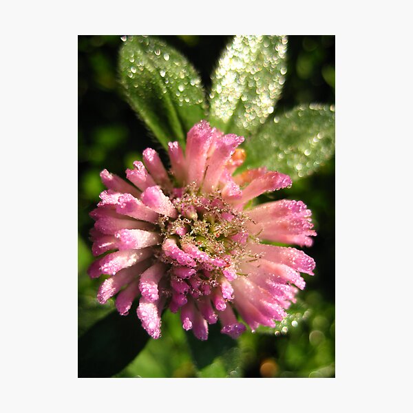 Item preview, Dew on clover designed and sold by chem6a.