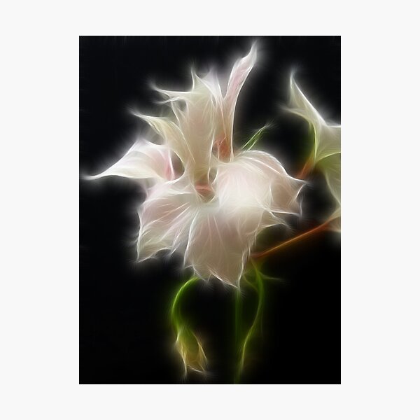 Item preview, Fractal Geranium designed and sold by Annika Strömgren.